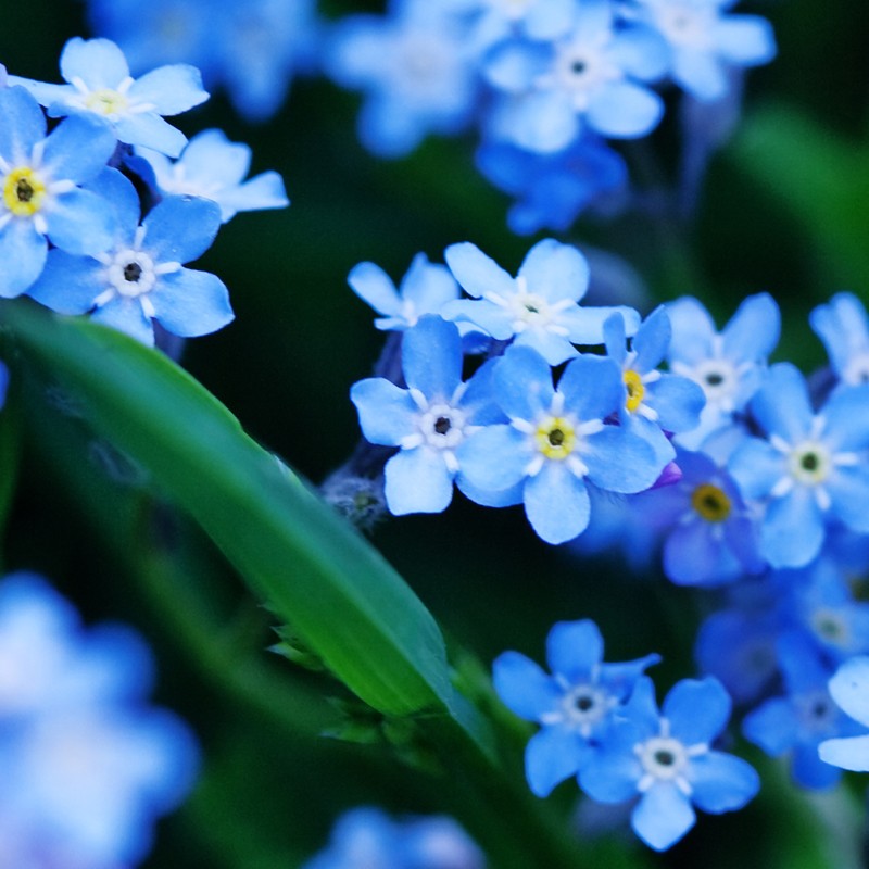 Forget-Me-Not Flower Close Up
