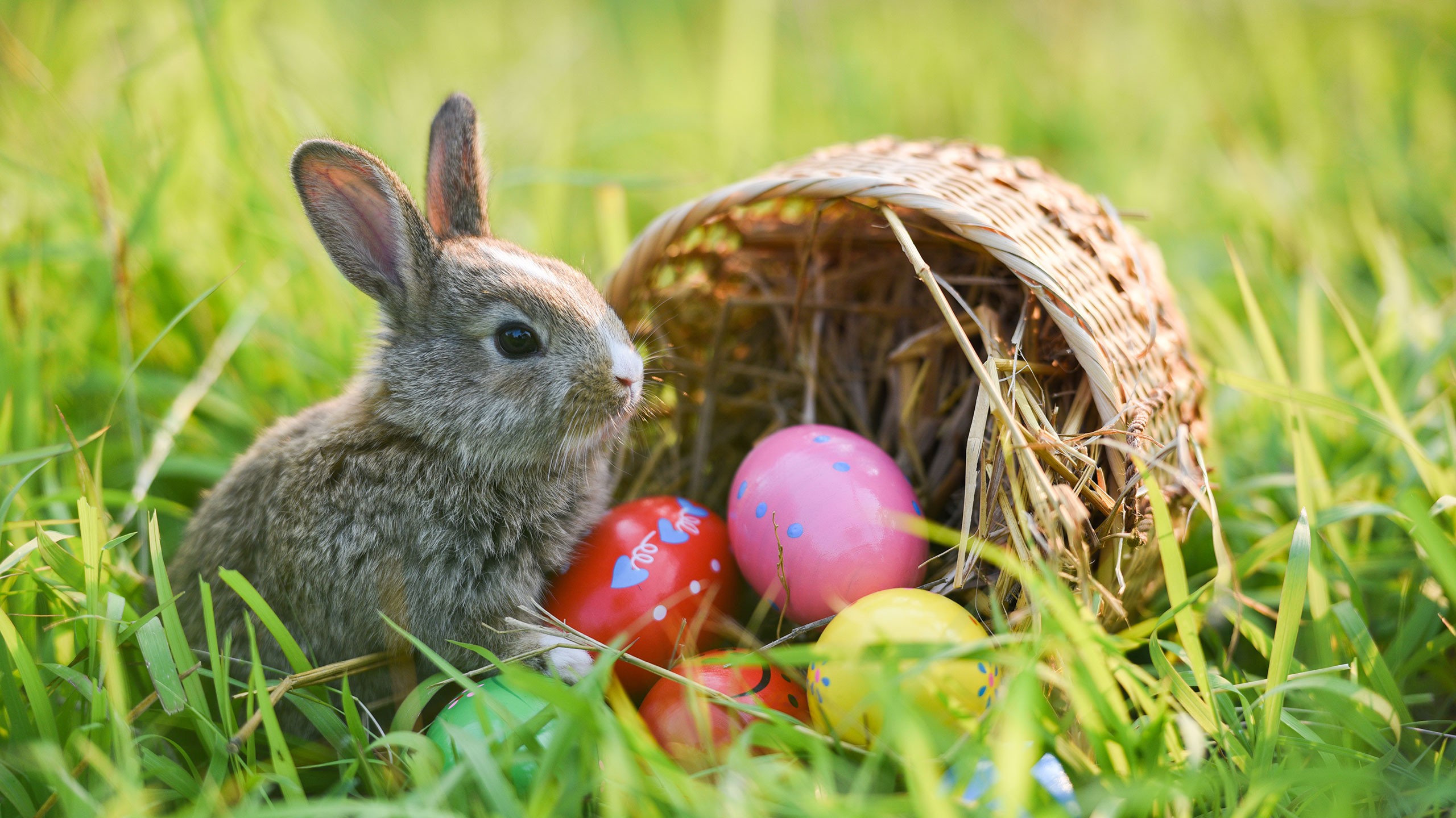 Easter bunny with Easter eggs in a meadow